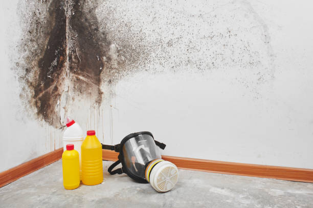 Best Emergency Mold Remediation in Cape May, NJ