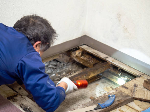 Best Residential Mold Remediation in Cape May, NJ