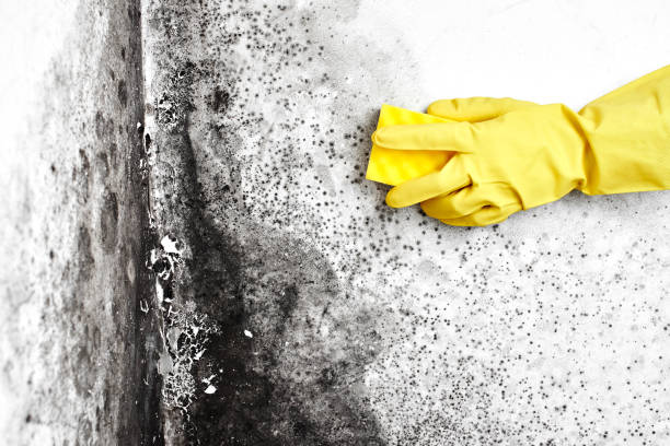 Best Mold Testing and Inspection Services in Cape May, NJ