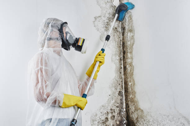 Best Insurance-Related Mold Remediation in Cape May, NJ