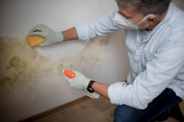 Best Bathroom Mold Remediation in Cape May, NJ