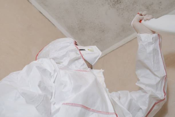 Best Basement Mold Remediation in Cape May, NJ